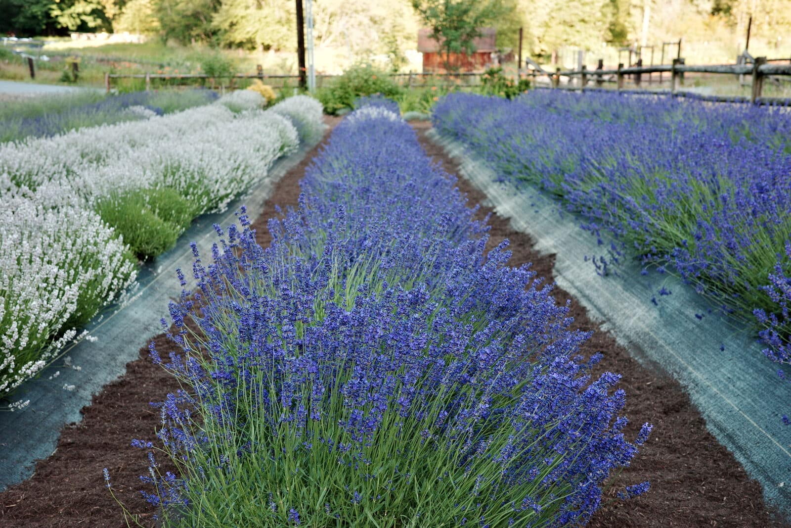 One acre of English and French lavender in bloom