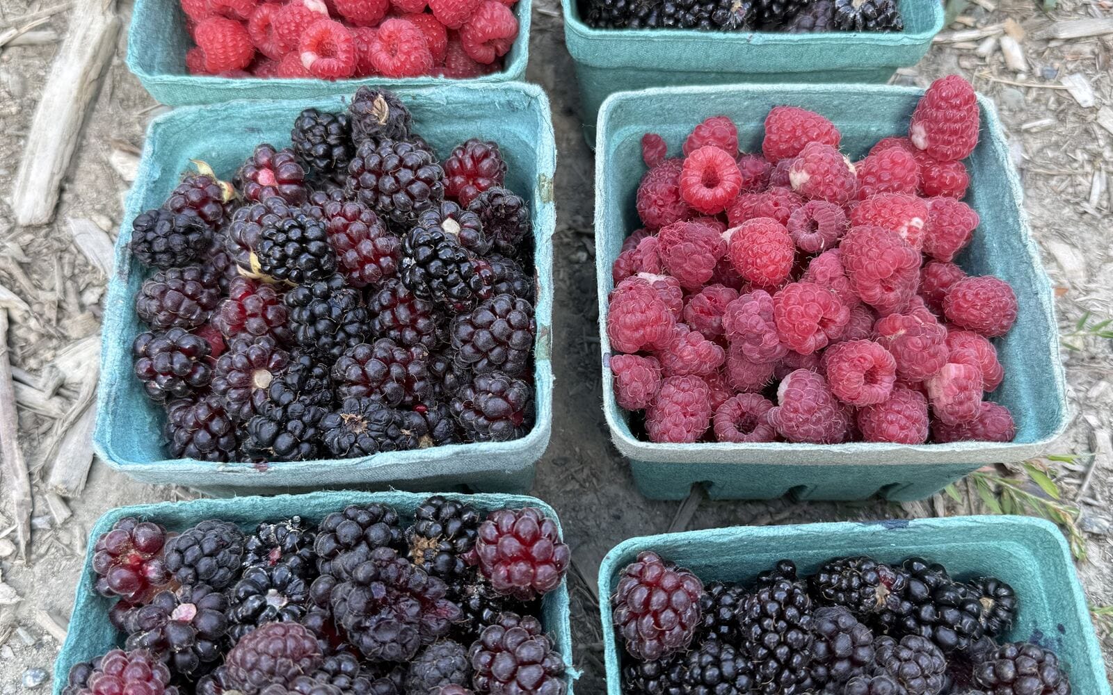 An assortment of fresh-picked berries in pint baskets
