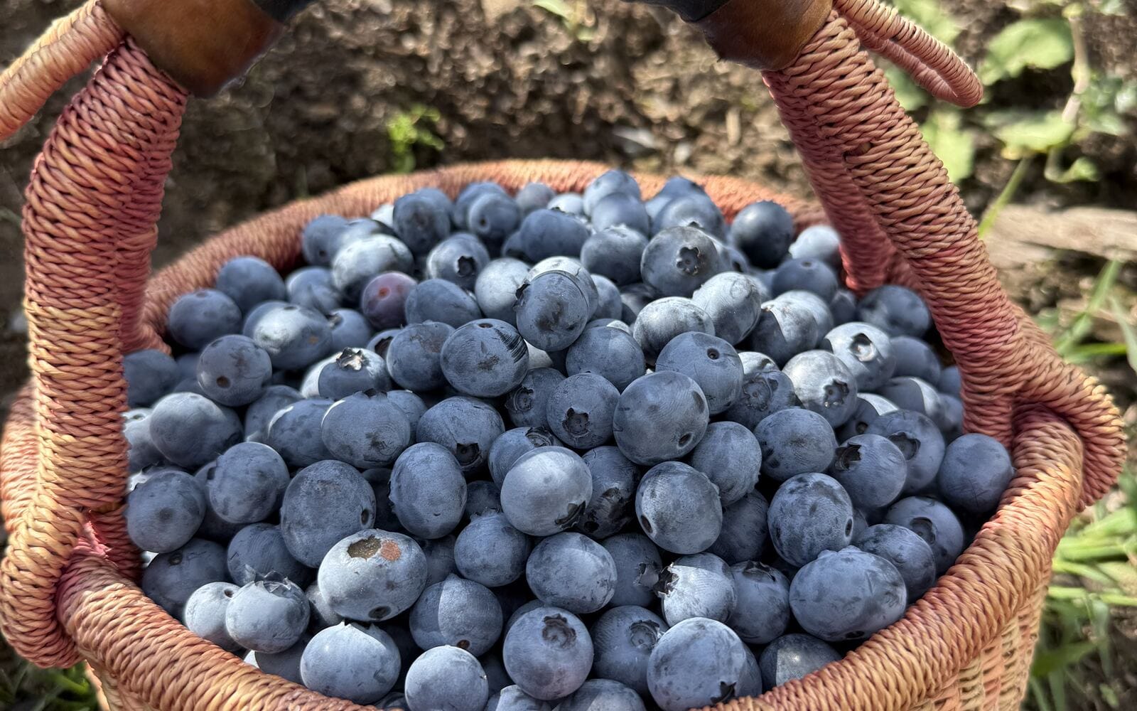 A basket of fresh-picked blueberries
