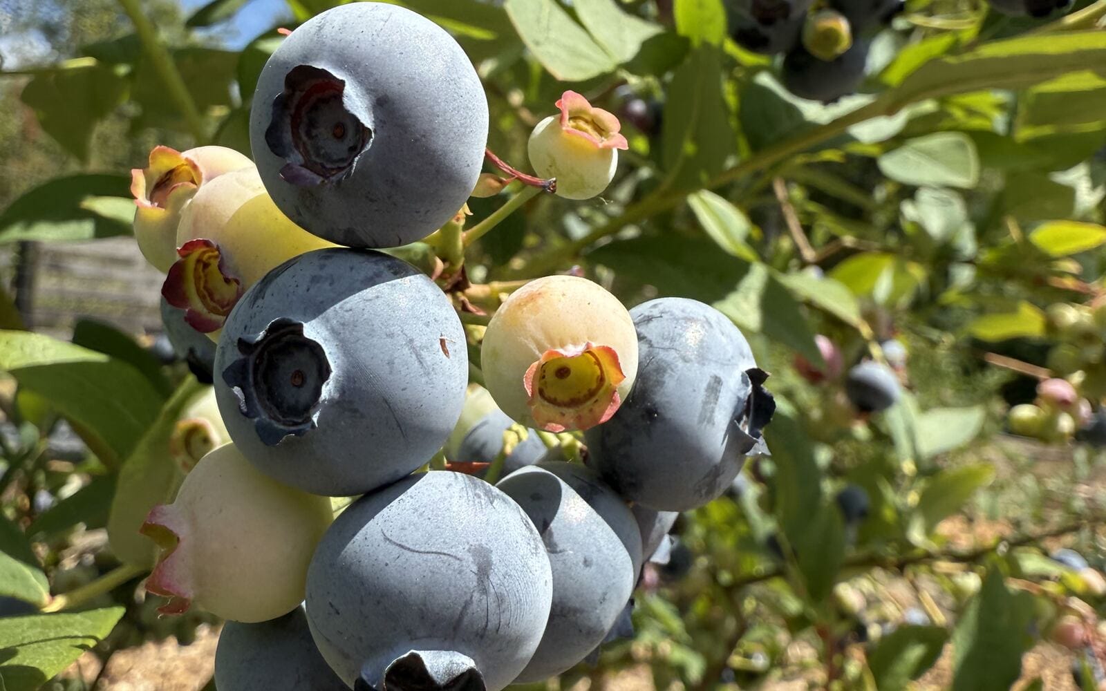 Ripe blueberries ready to pick on the bush