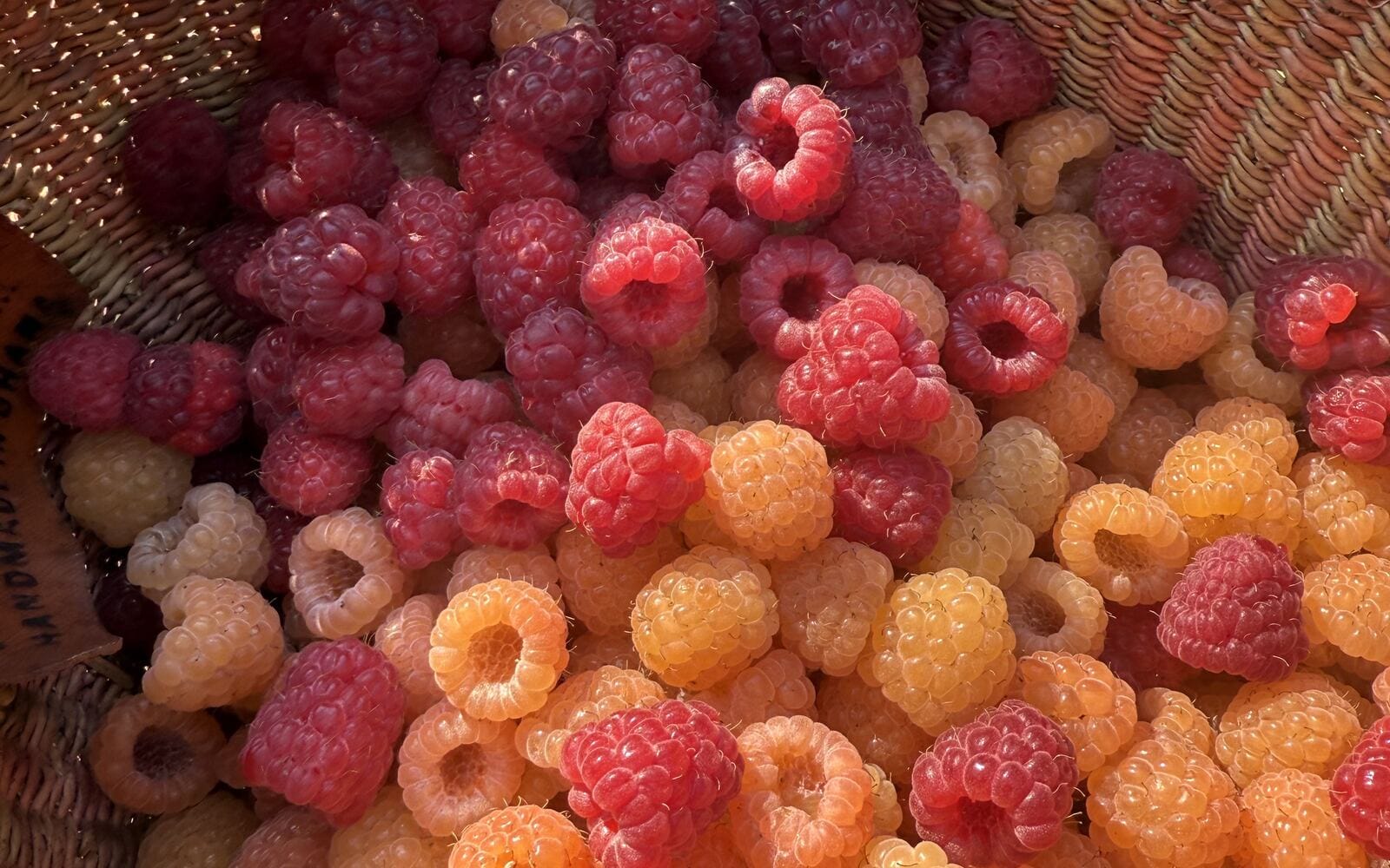 A basket of red and golden raspberries