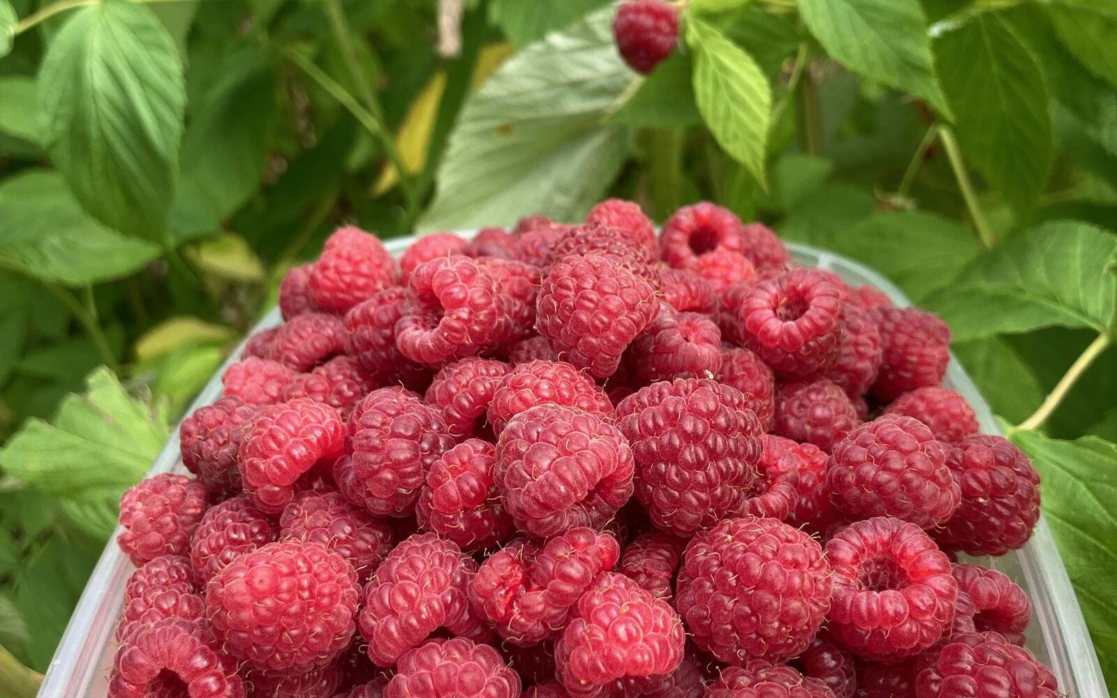 Fresh raspberries picked beside the canes