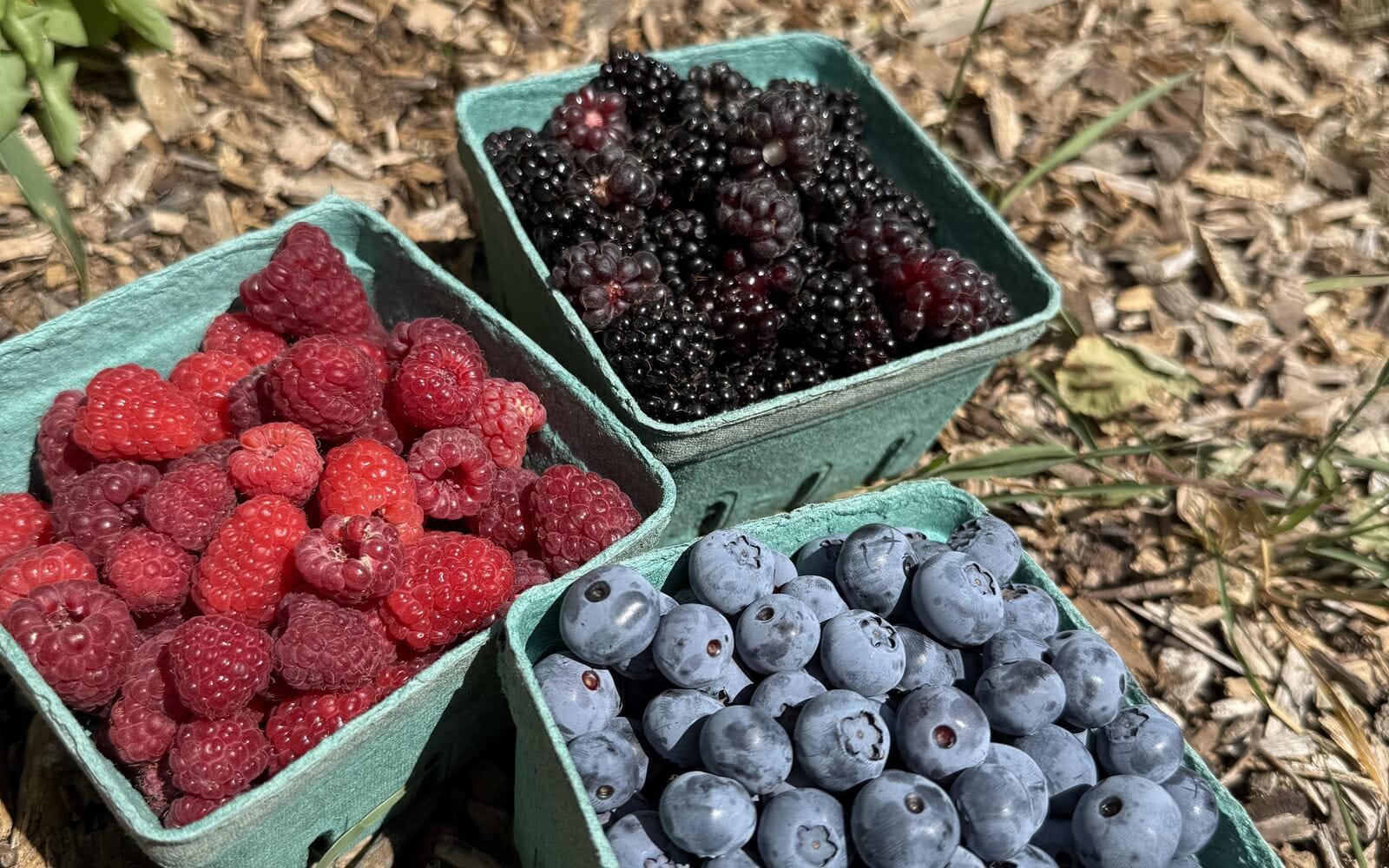 Baskets of blueberries, red raspberries, and black raspberries