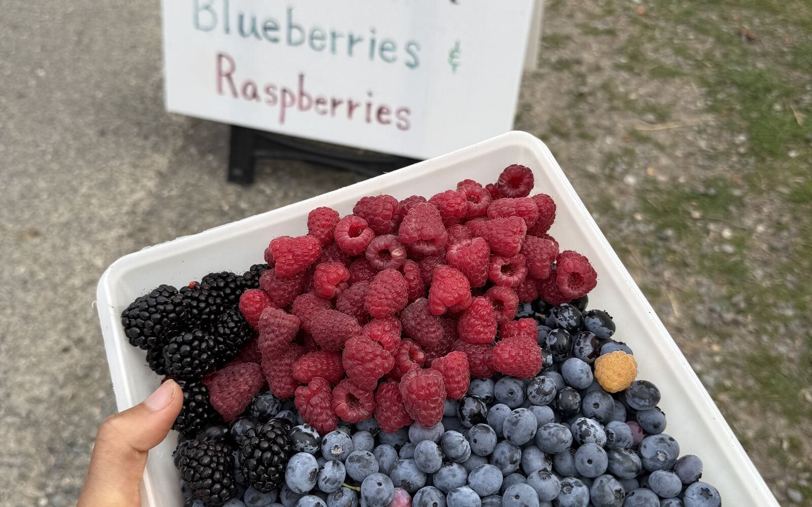 A tray of blueberries and raspberries beside the farm's U-Pick sign
