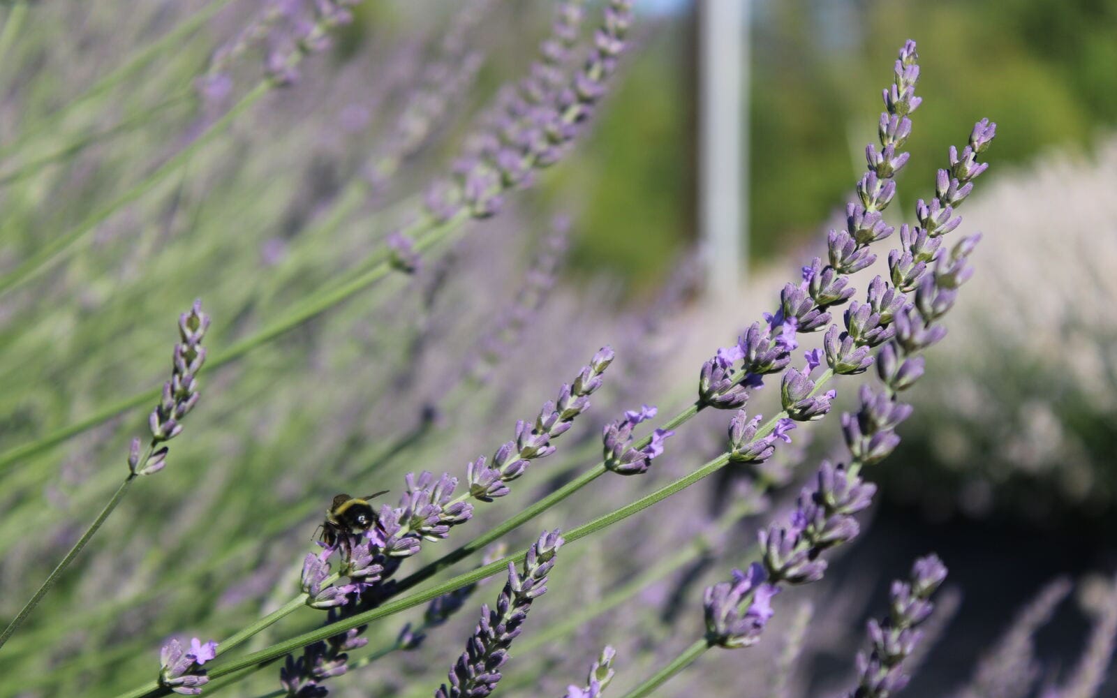 A honey bee gathering nectar from purple lavender