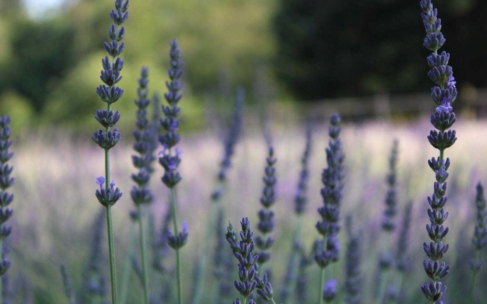 Close-up of purple English lavender blossoms in bloom