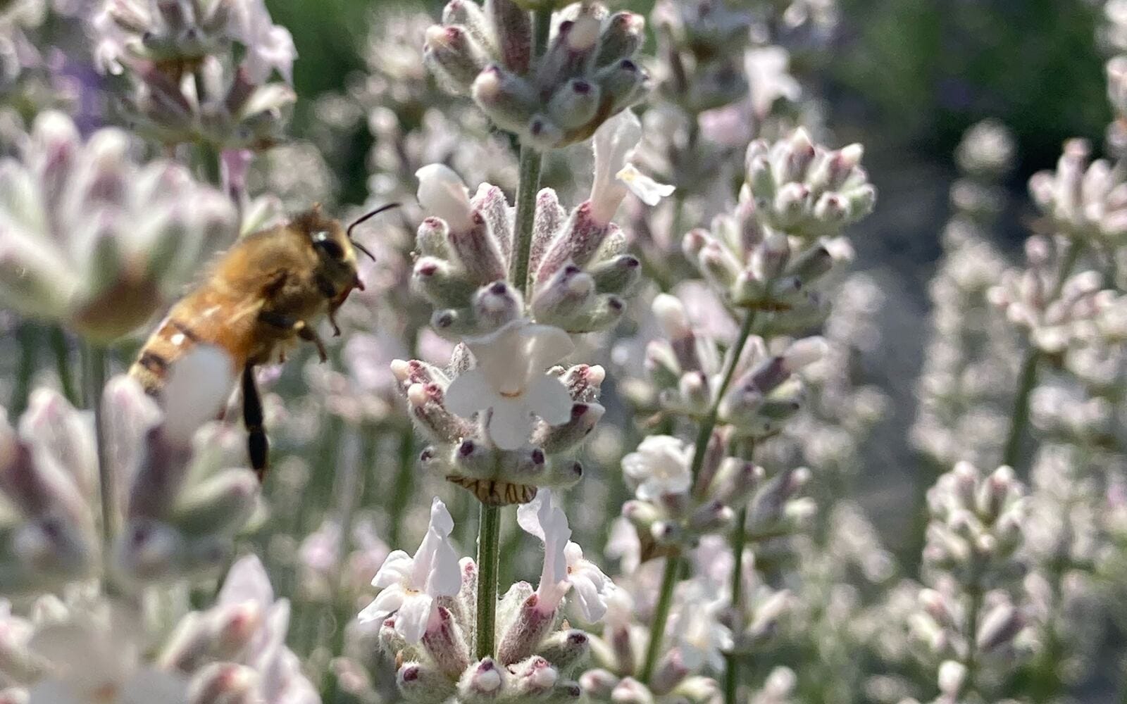 Close-up of a bee on a white lavender spike
