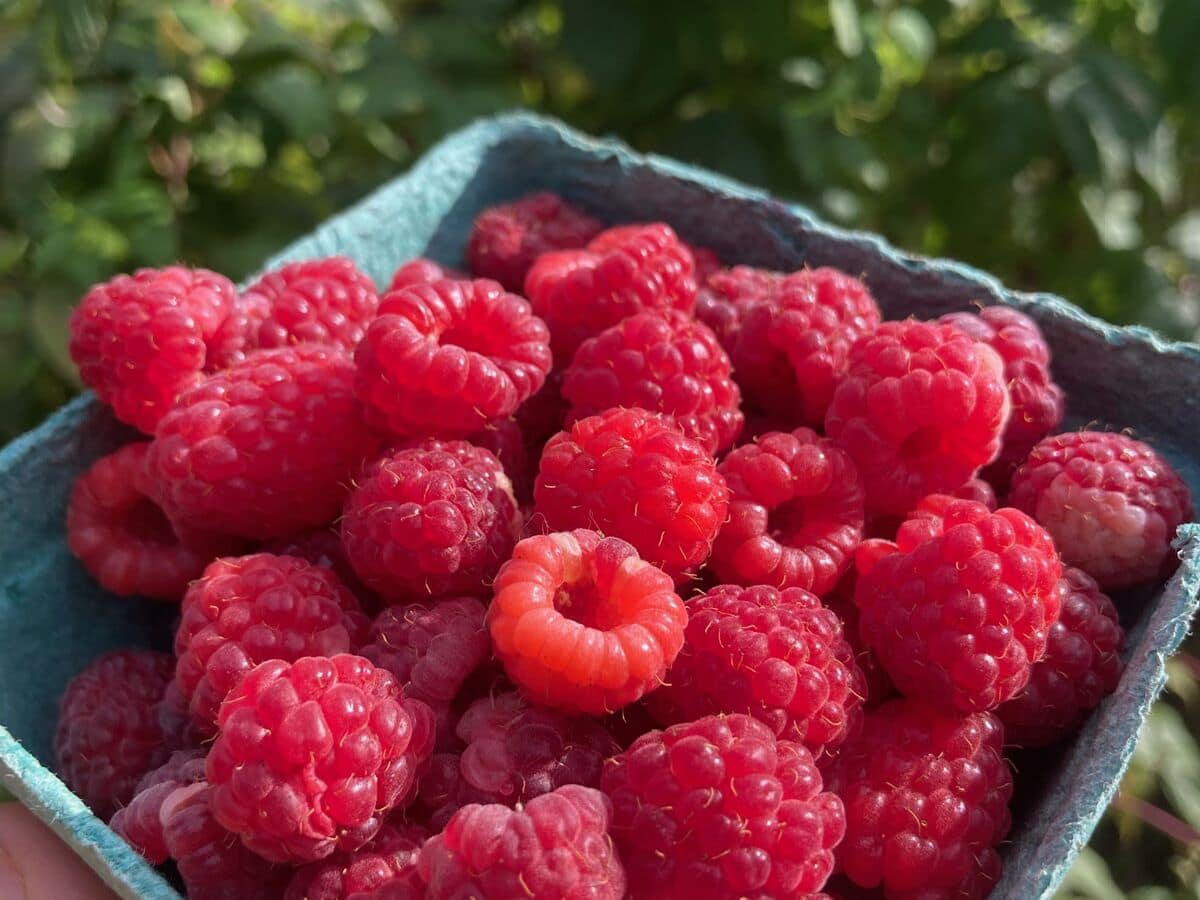 A pint basket of fresh-picked red raspberries held in the field