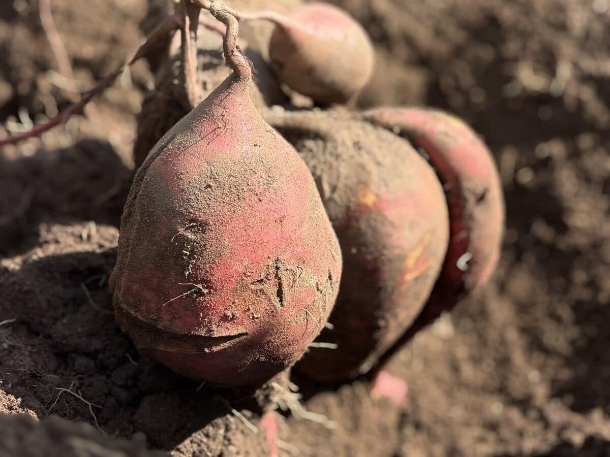 Freshly dug sweet potatoes in the soil at harvest